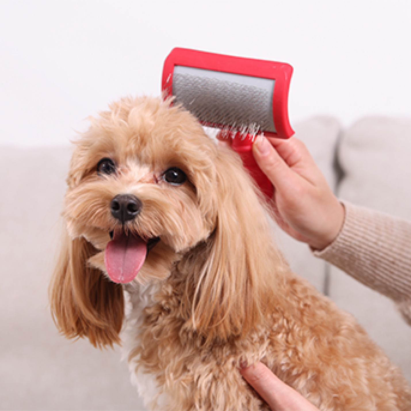 Perro color cafe siendo peinado.jpg